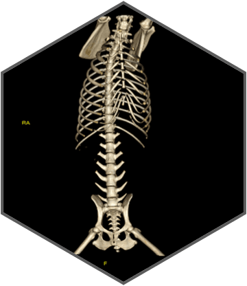 Excellent imaging applied to clinical practices across the board
