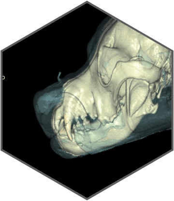 Excellent imaging applied to clinical practices across the board